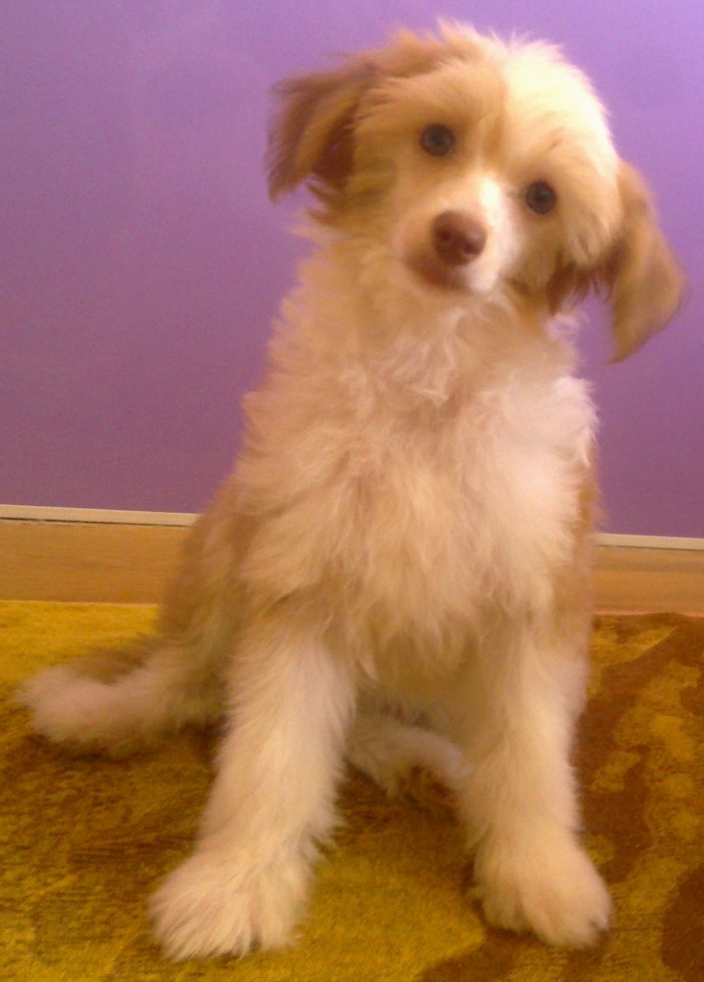 Doroti Super Allegro