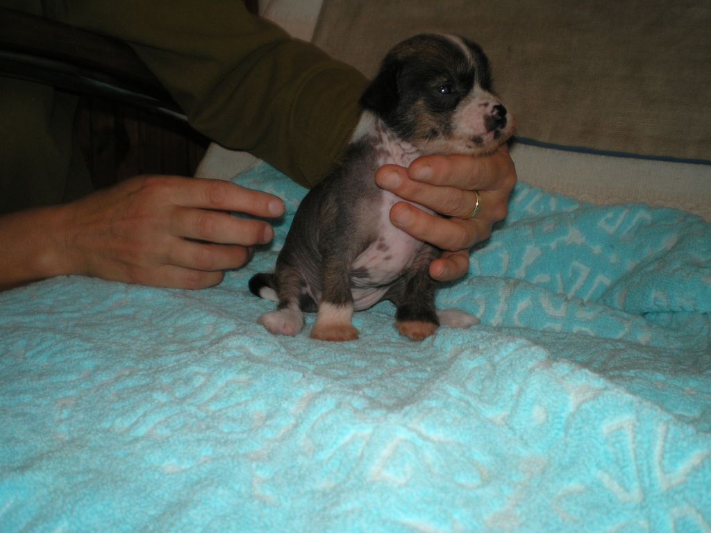 Abygail Bohemia Evergreen