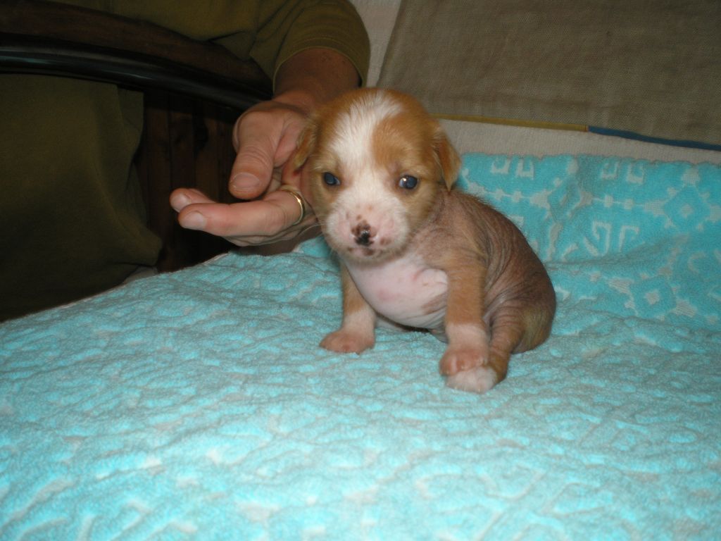 Angela Bohemia Evergreen