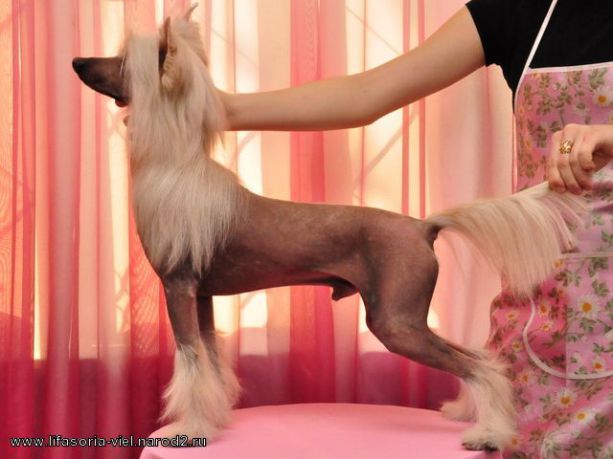 Lifasoria Viel Aromat Amaretto