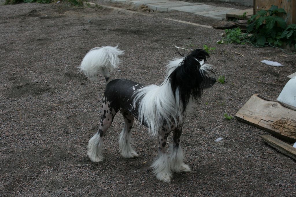 Gallurius Goddess of Beauty