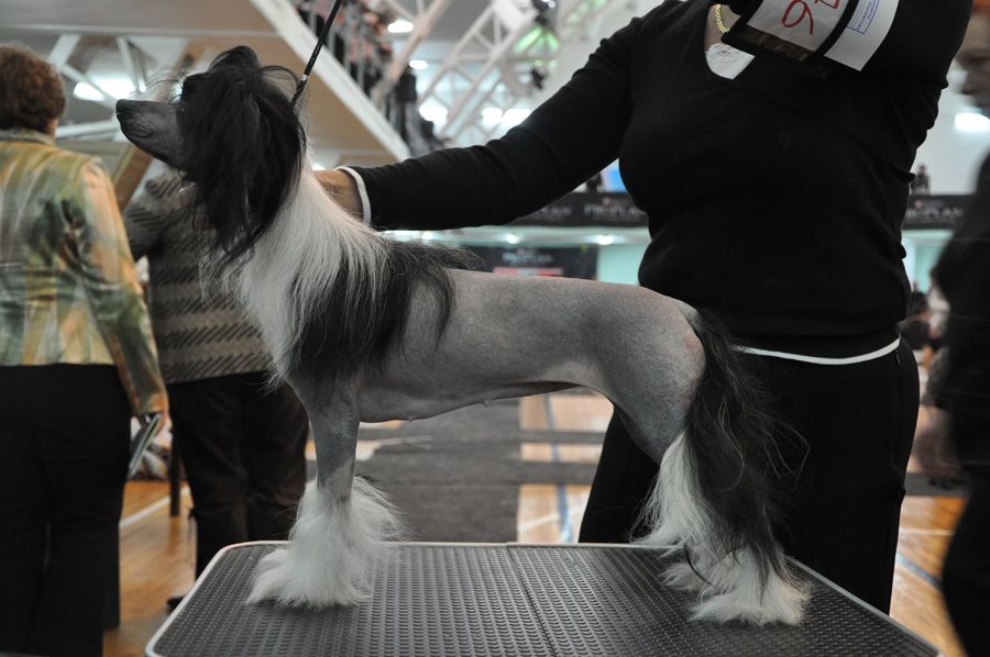 Rovanni Djekattolo Olsi Blackberry 