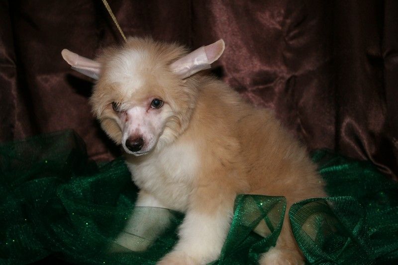 April Rain de Fageiro