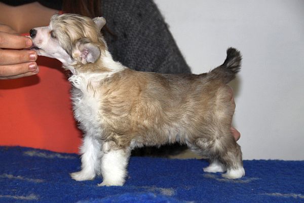 Aquacrest Honey I Got No Money