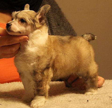 Aquacrest I Live For The Fame