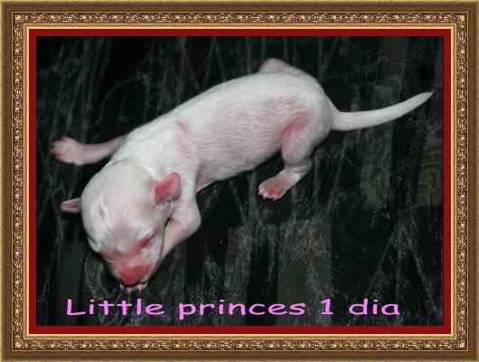 Little princess de Almamasan