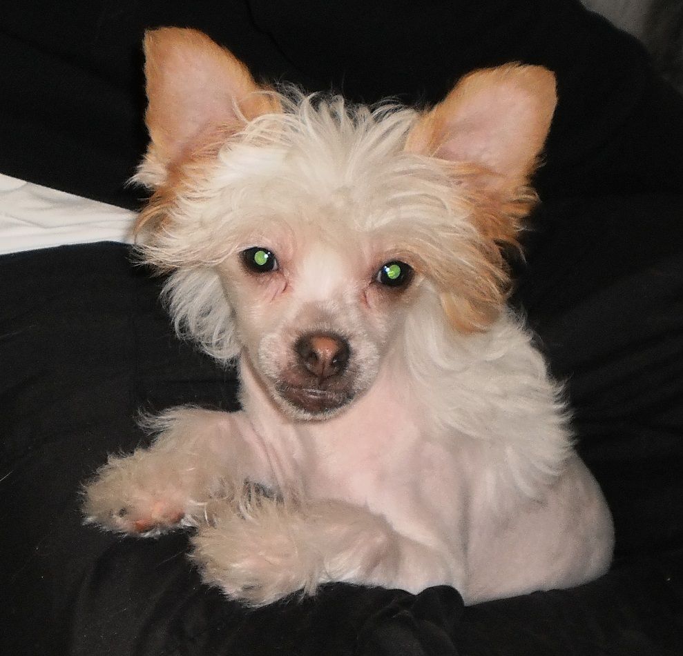 Denize'z Gizmo'z Lamborhini