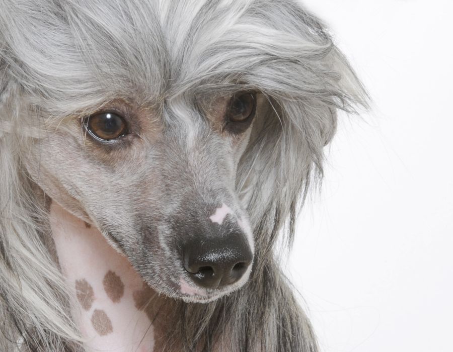 Sunstreaker Jump Start