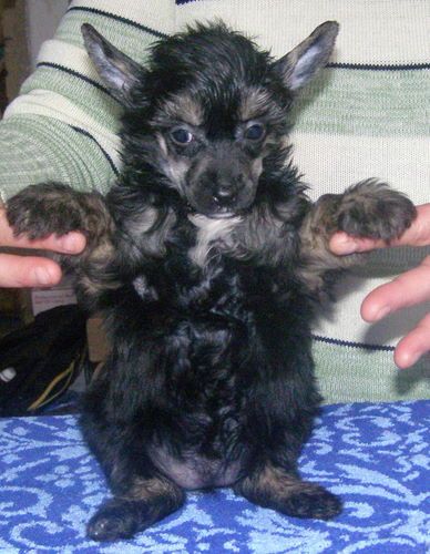 Clara Jess Black Denis