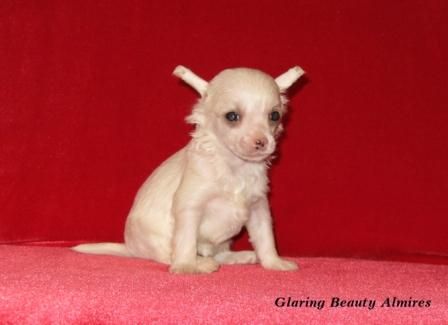 Glaring Beauty Almires