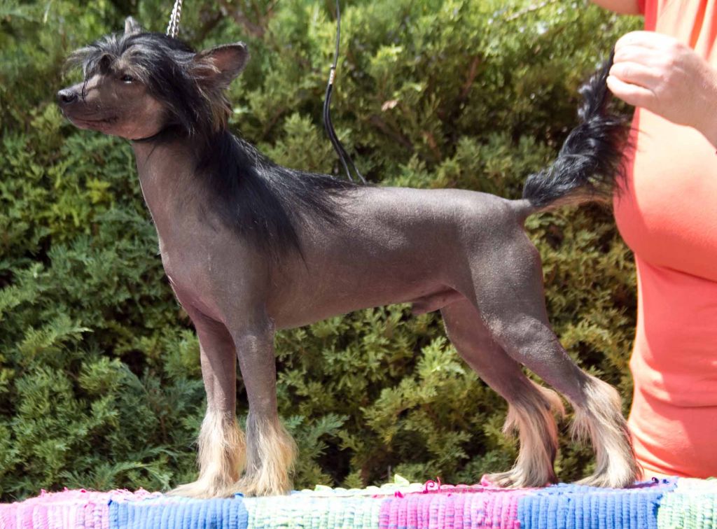 Puha - Luxus Porcelán Dollár