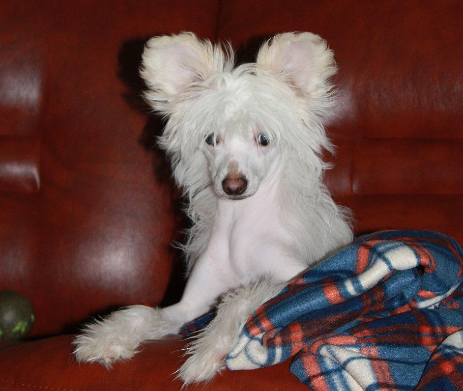 Polar Shane Zena Queen