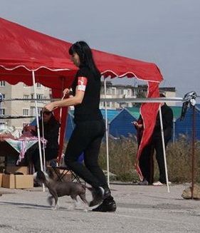 Fantastik Kashmir Venetta