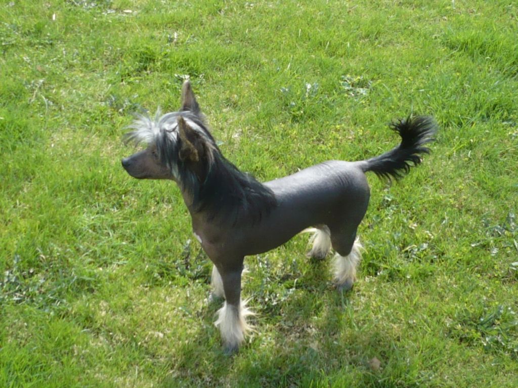 Constance z Pulnocního dvora