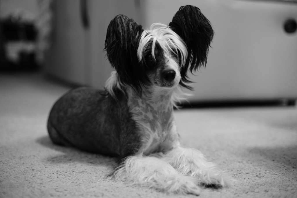 Altacrest's Party All The Time