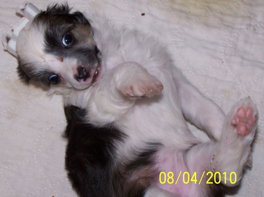 Altacrest's Masquerade Party