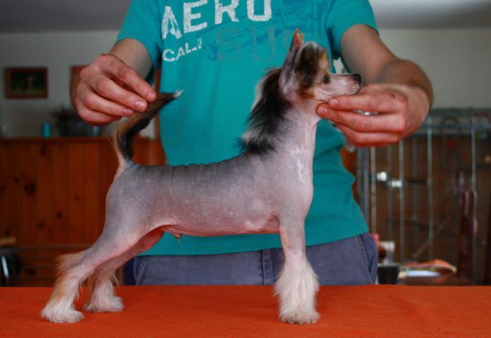 PROGRES Next Germanika