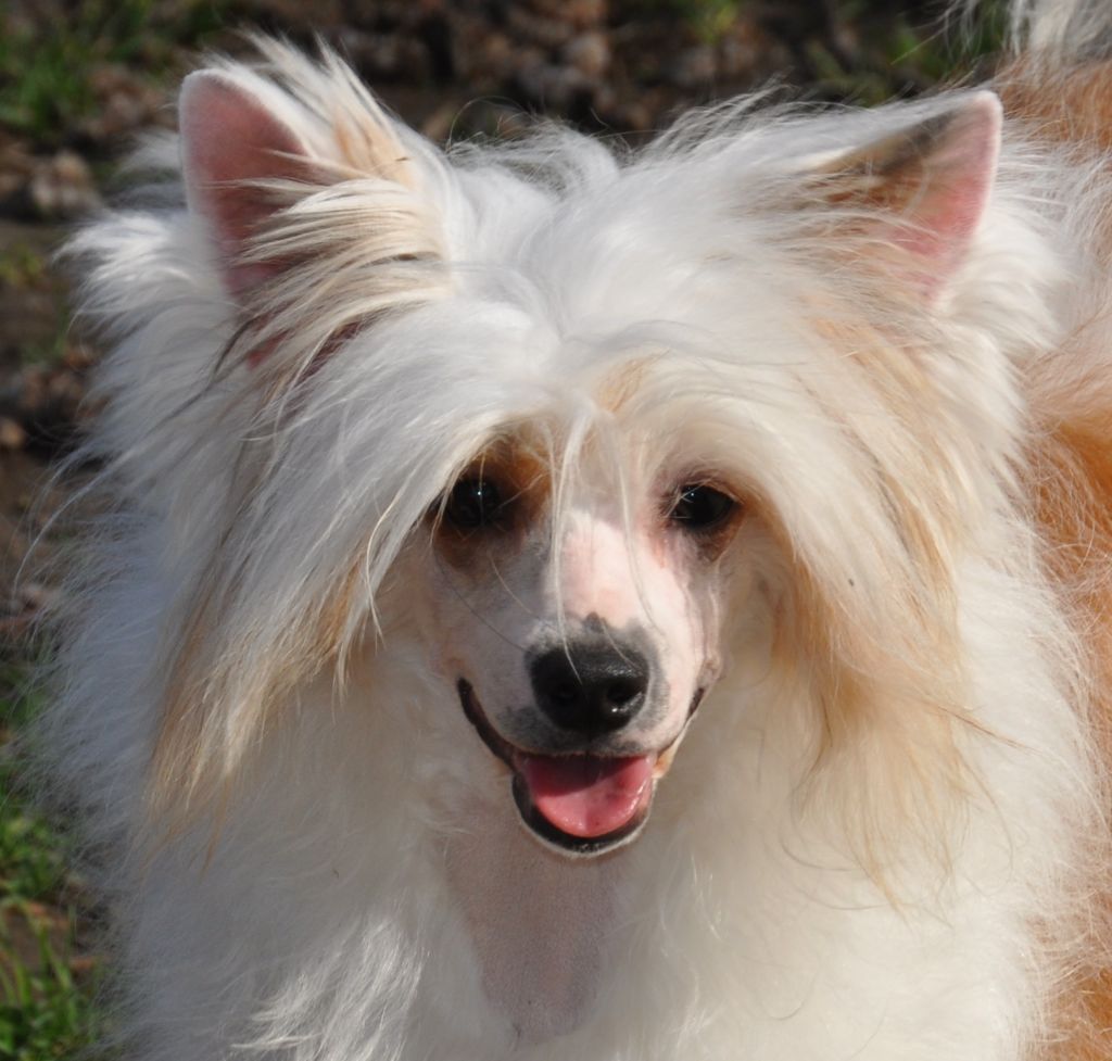 Illicite Little Champs