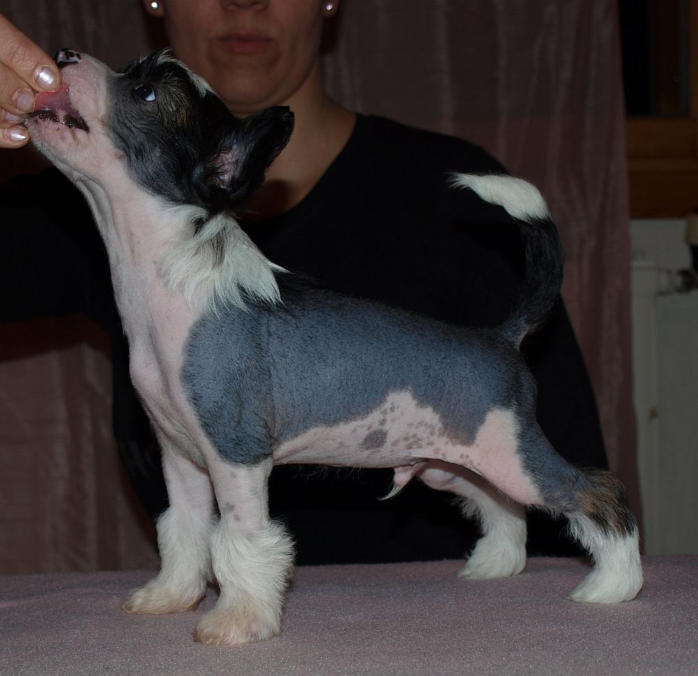 Chattanooga's Codename Pink