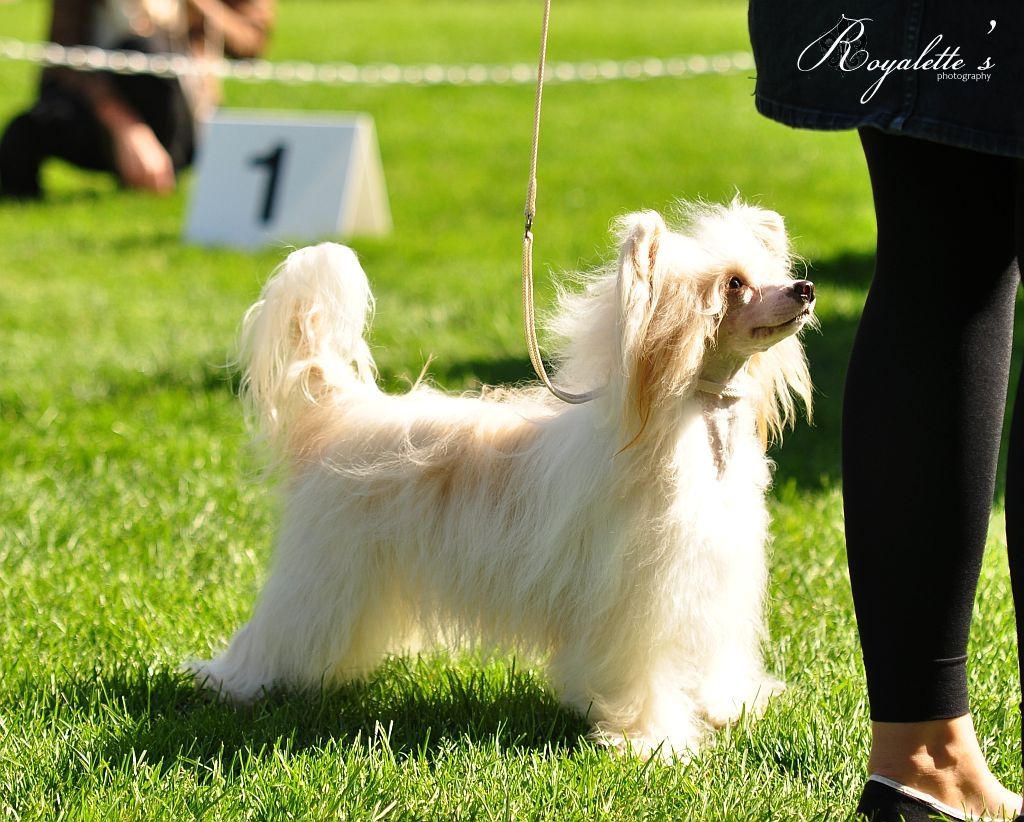 Chattanooga's Pink Addiction