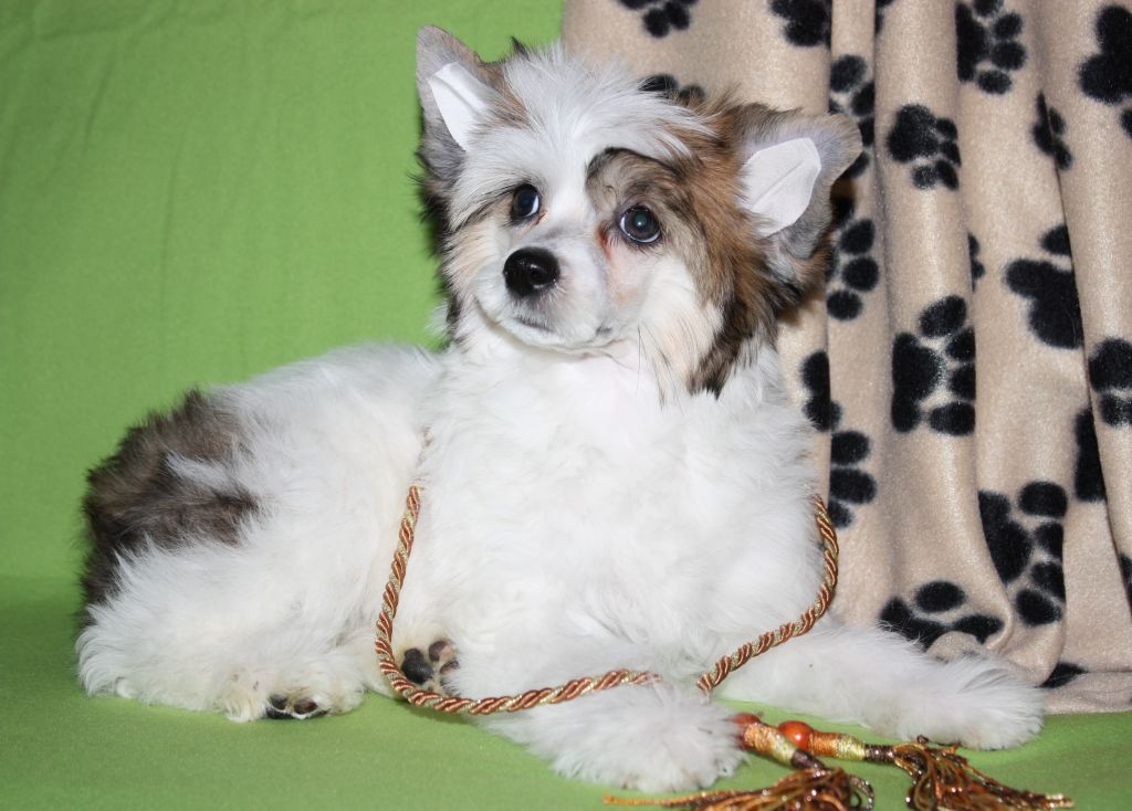 Lukrezia  Donna Bonus Westtai