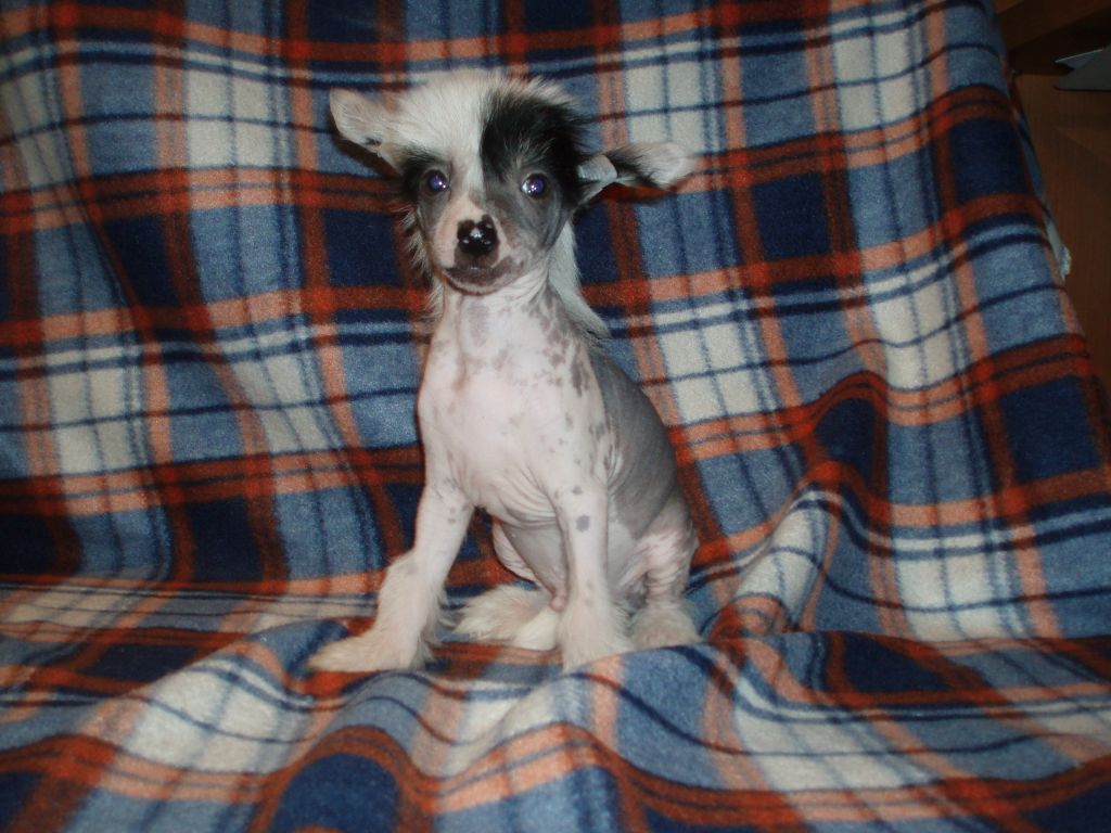 Atxarrea Bangkok Dangerous