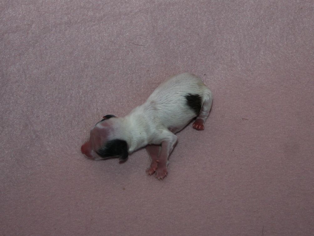 Chattanooga's Gone With The Wind