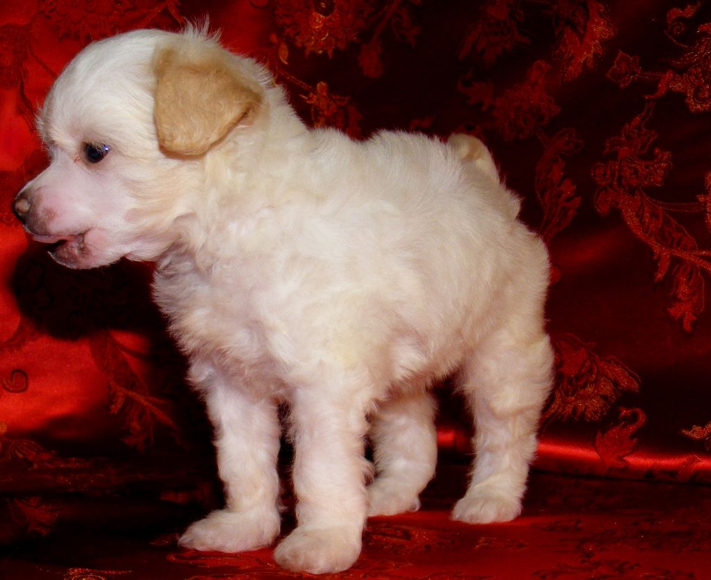 Fire und Ice of FreeDragon