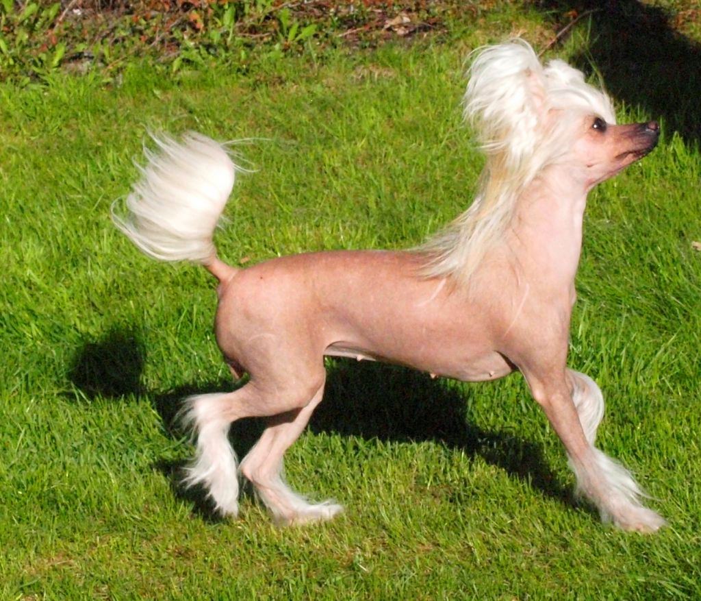 Dogtrix Effektfulla Eulalia