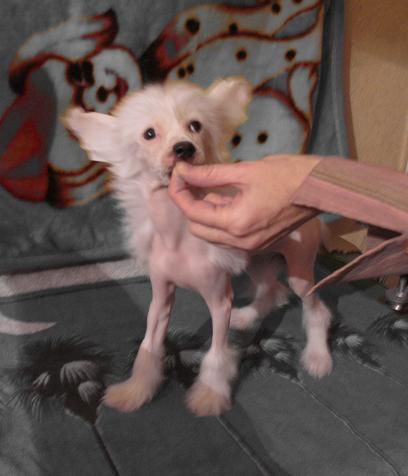 Sharman Vip Prima Shou Bebi