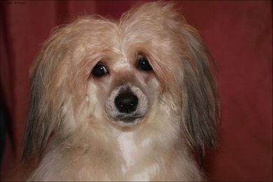 Brossi Zom Hmoki Hmoki