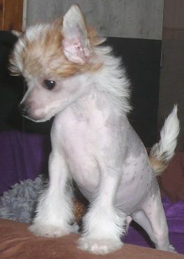 Niwajrah no Nevermore of Powder Dream 