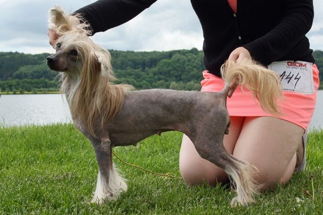 Basia Mille Rose of Silesia