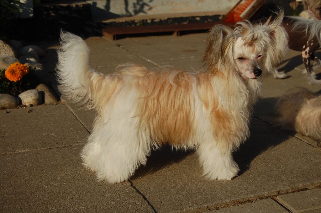 Pinky Twinky Karma Chameleon