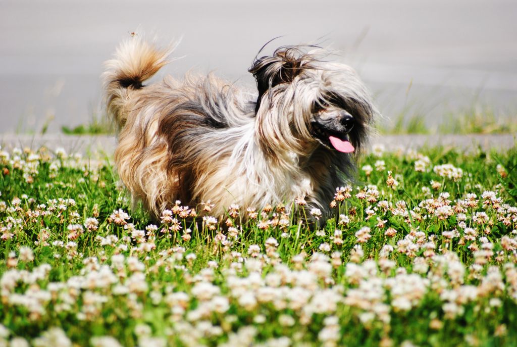 Bristol' Favoritka Korolya