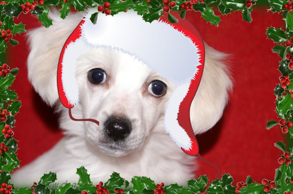 Rus Foreva  Holly Light