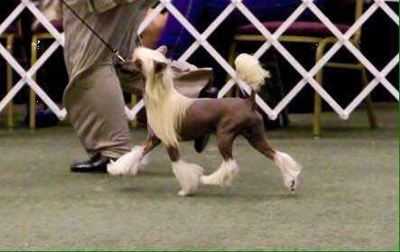 Dasha's Drop N Gimme Ten SOM