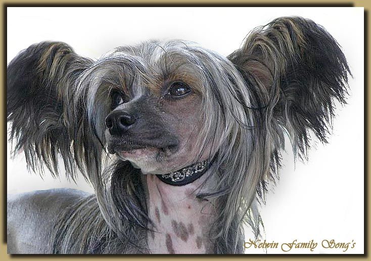 Family Song's Nelwin