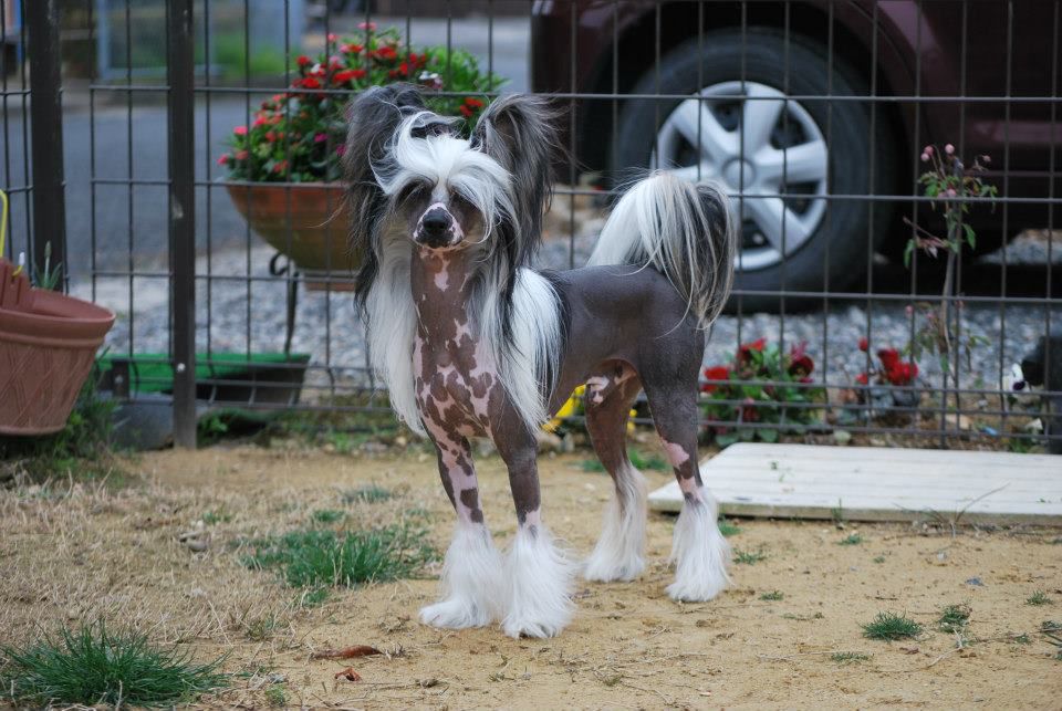 Sirocco Mars Bars N Superstars