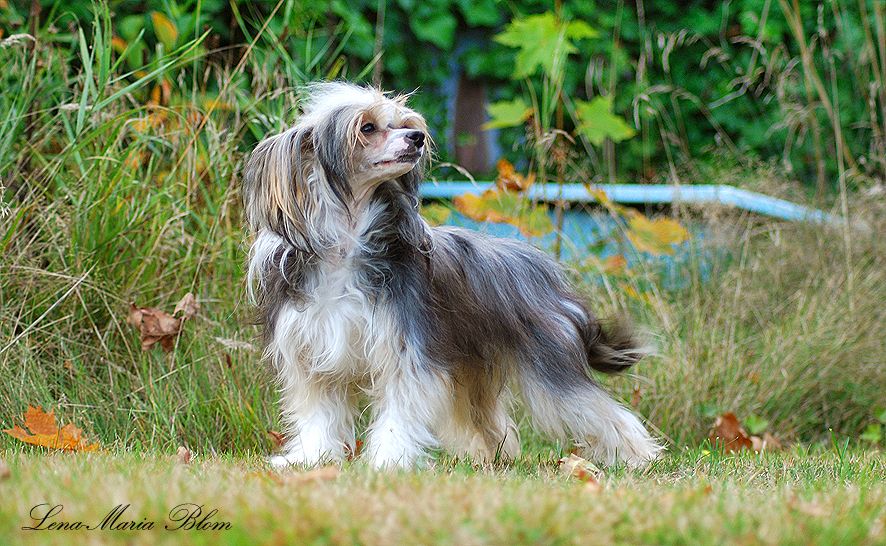 Sirocco Kit Kat N High Hat