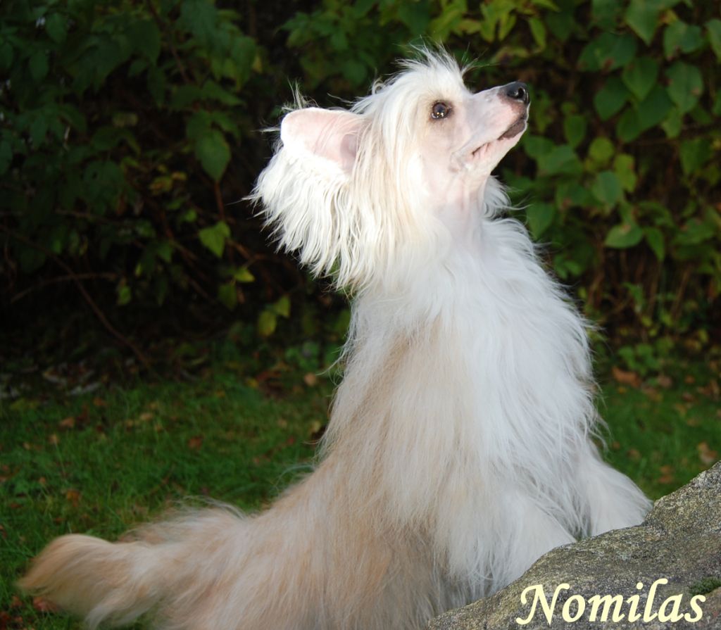 Bed'ykins Glam-orous N' Beauteous