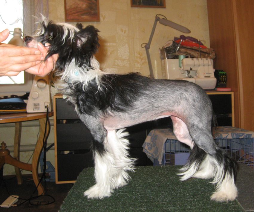 Sharol Shi Nou Mi Neili