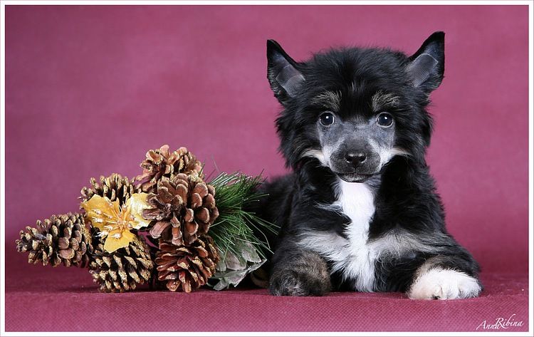 Bella Konstanta Romantika Dogland