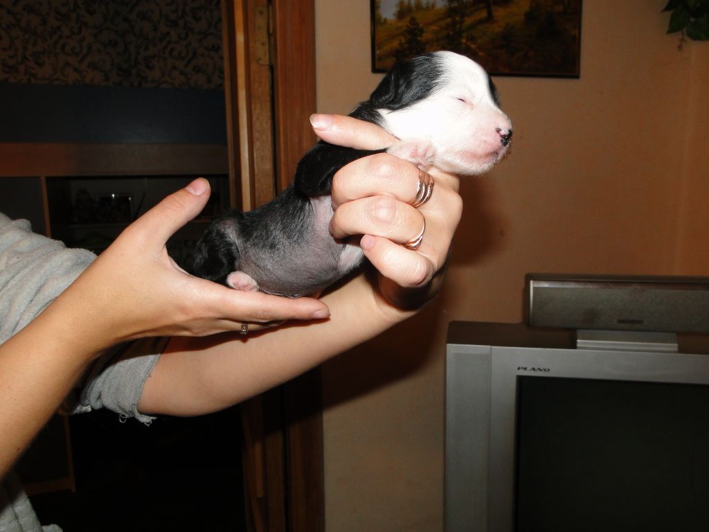 Jantal Muro iz Agata