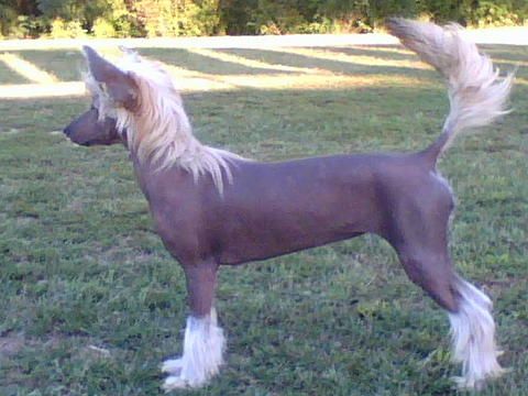 Edelweiss Better Than Sex