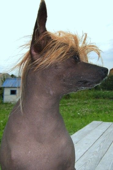 Ingrus Solnechny Saphir