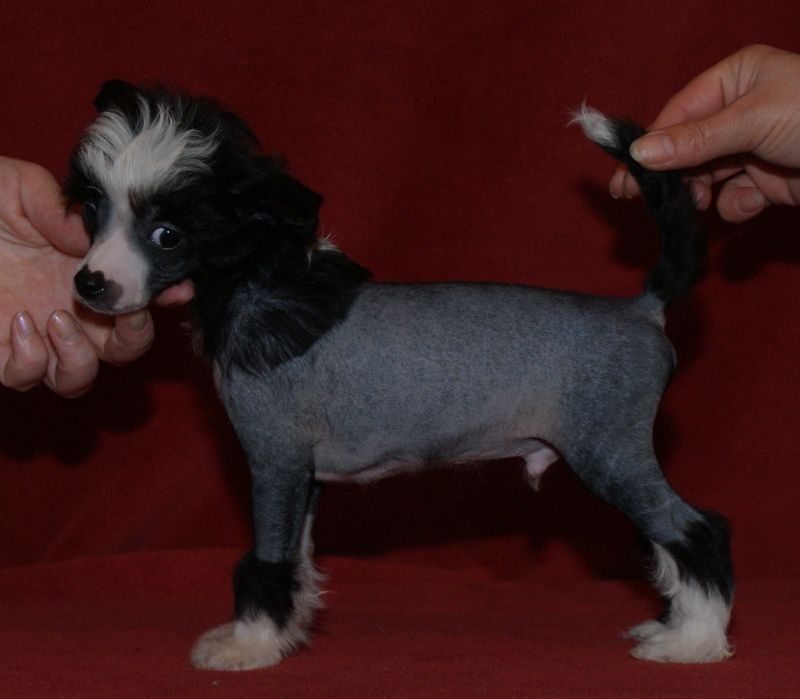 Polar Shane Zigppi Vind