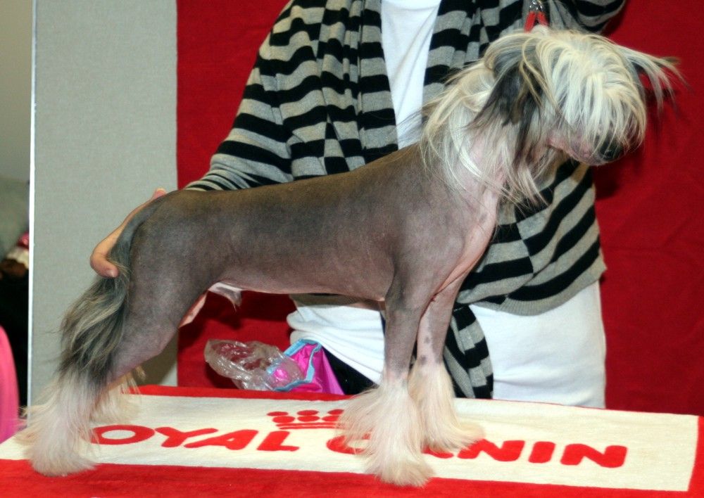 ankors just a bachelor boy