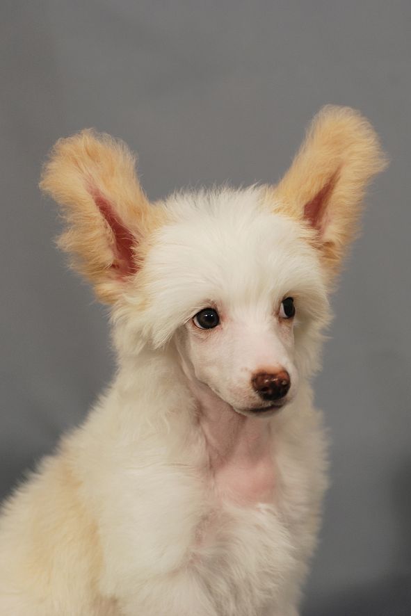 Gallurius Dry Martini 