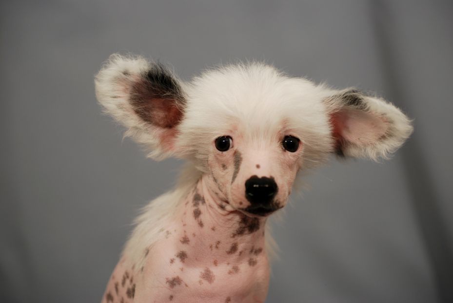 Gallurius Dorian Gray